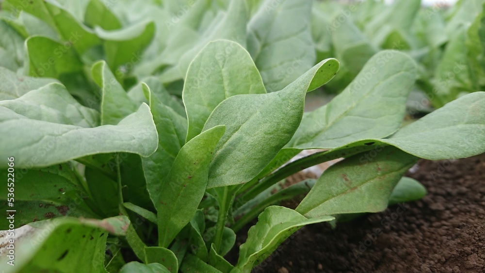 Obraz premium 私が栽培するほうれん草です。メーカー名:サカタのタネ、品種「トラッド」「プログレス」【撮影日時】2022-10-08 14.29.33 #業務用 #加工用 #野菜販売