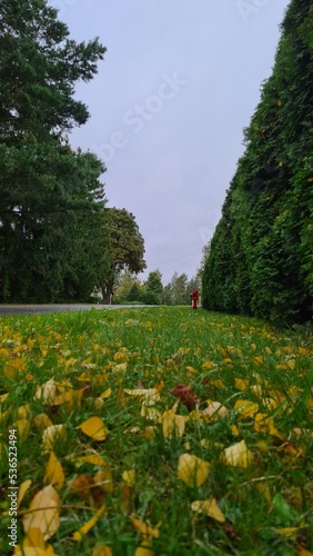 Autumn in the village. Green and yellow tree leaves and grass