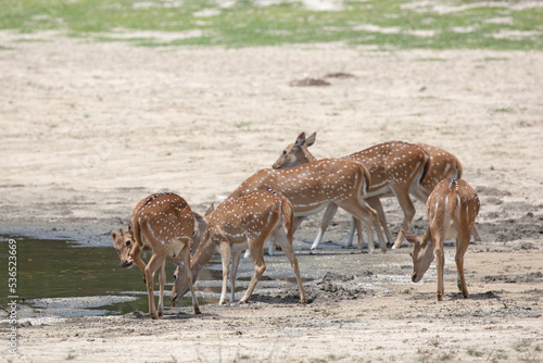 Spotted deer drinking at a water hole in a safari park.