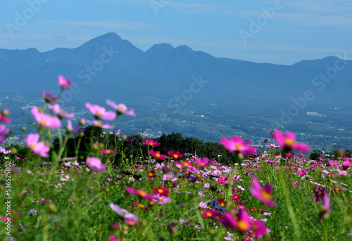 『鼻高展望花の丘』の秋桜と榛名山