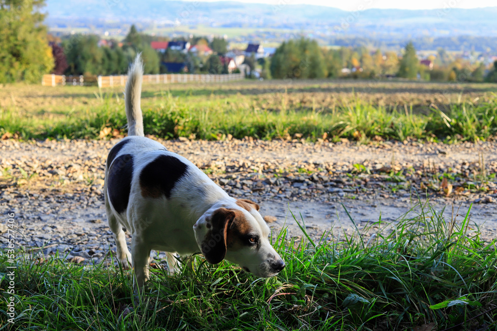 The dog sniffs the grass looking for traces. The dog sniffs the grass looking for traces.