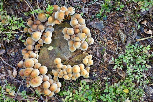 Pilze auf einem Baumstumpf von oben