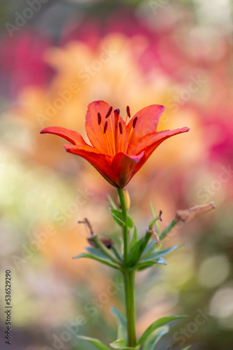 orange lily bud, close-up