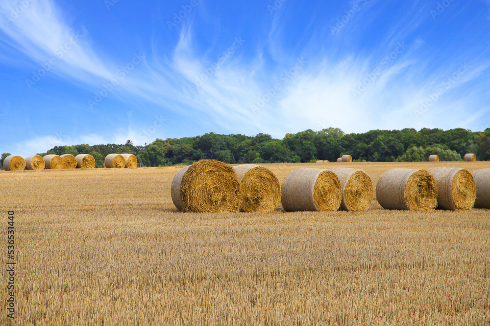 Hay harvest in Federal state Brandenburg (District of Oder-Spree), Germany