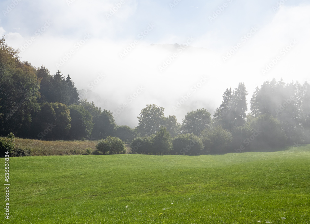 forest in the fog in sunshine