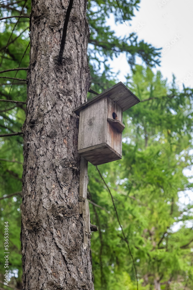 Wooden bird house Wooden bird house