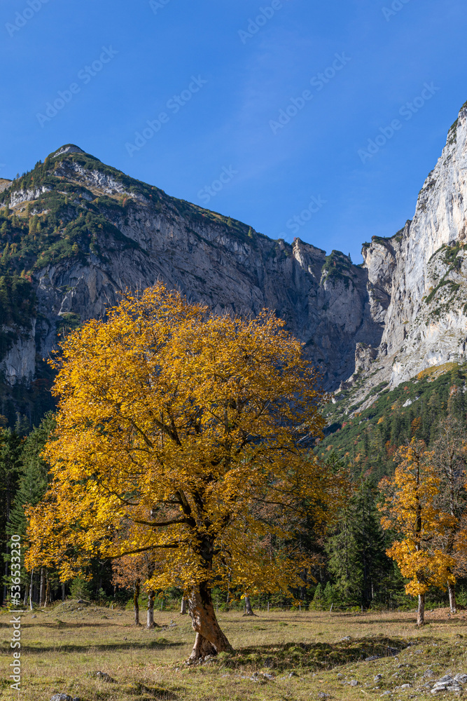Fototapeta premium Baum im Herbstkleid vor Felswand