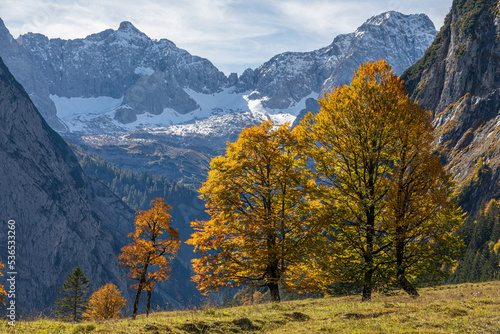 Bäume im Herbst vor Bergen mit Schnee