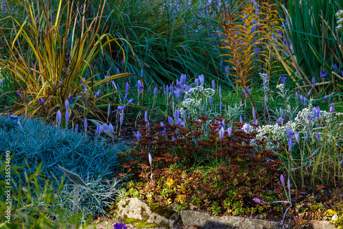 Autumn garden with flowering plants. Perennials in the botanical garden in autumn season