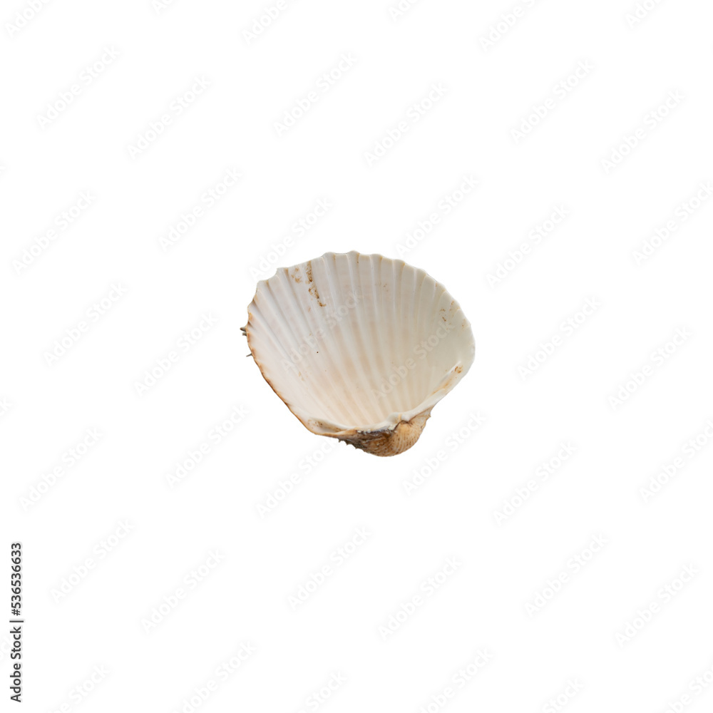 Inner side of the shell on white background Inner side of the shell on white background