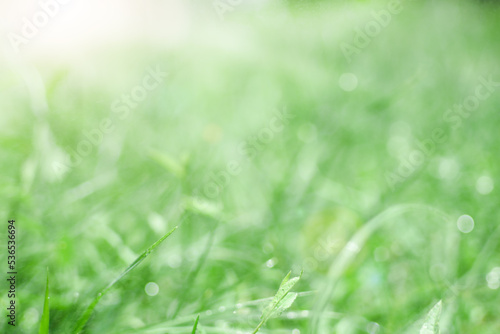 Abstract background grass in the meadow, selective focus, glare from raindrops