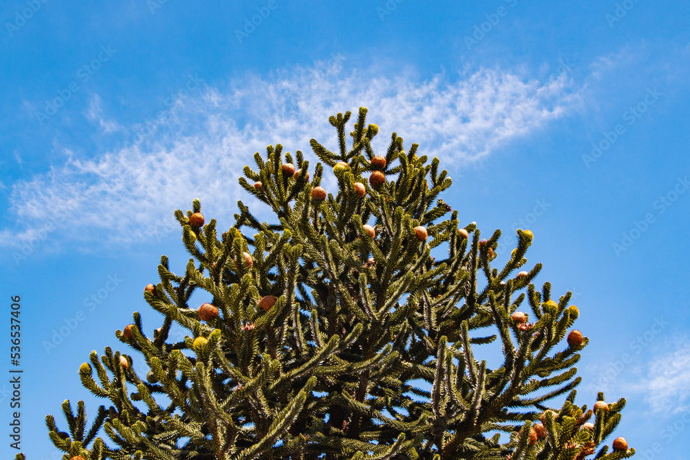 ARAUCARIA