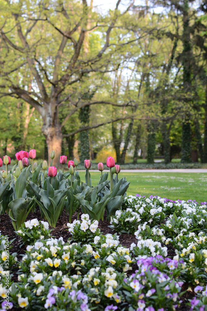 Fototapeta premium blooming tulips with fresh green leaves in the park. Dutch tulips bloom in spring.