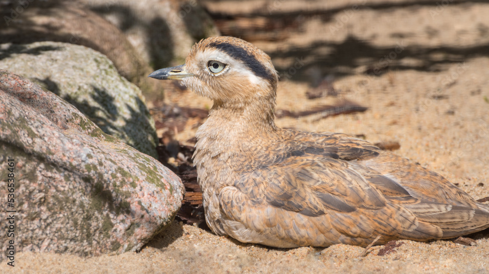 Peruvian Thick-knee, Burhinus superciliaris. Portrait. Bird watching Peruvian Thick-knee, Burhinus superciliaris. Portrait. Bird watching
