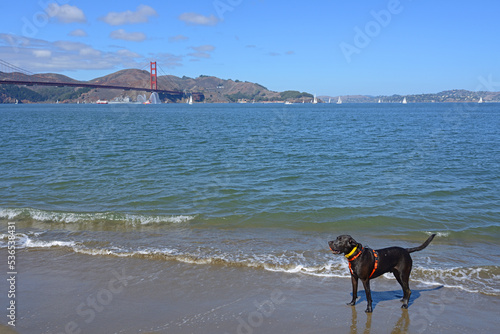 Photography Black Labrador on Crissy Field West Beach of San Francisco Peninsula in Californ