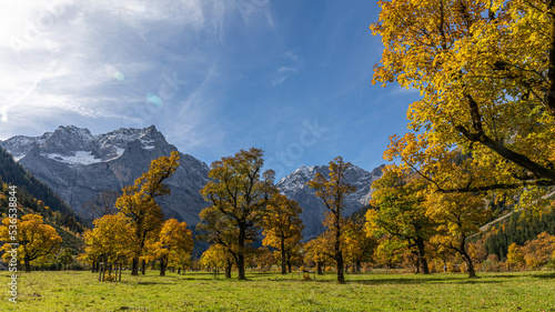 Fototapeta Naklejka Na Ścianę i Meble -  Bäume im Herbst mit Hintergrund Bege