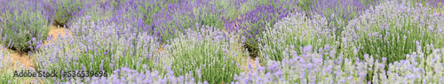 lavender flower bushes in the cultivated field for the production of perfumes and essential oils