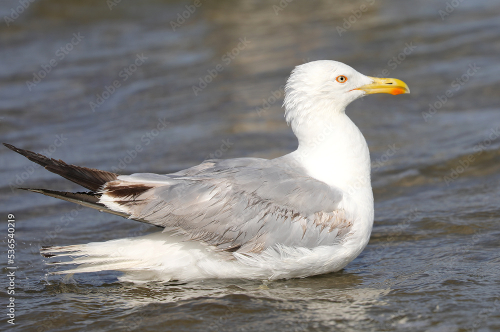 white seagull on the seashore in summer looking for food white seagull on the seashore in summer looking for food