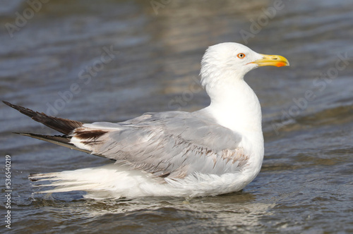 white seagull on the seashore in summer looking for food
