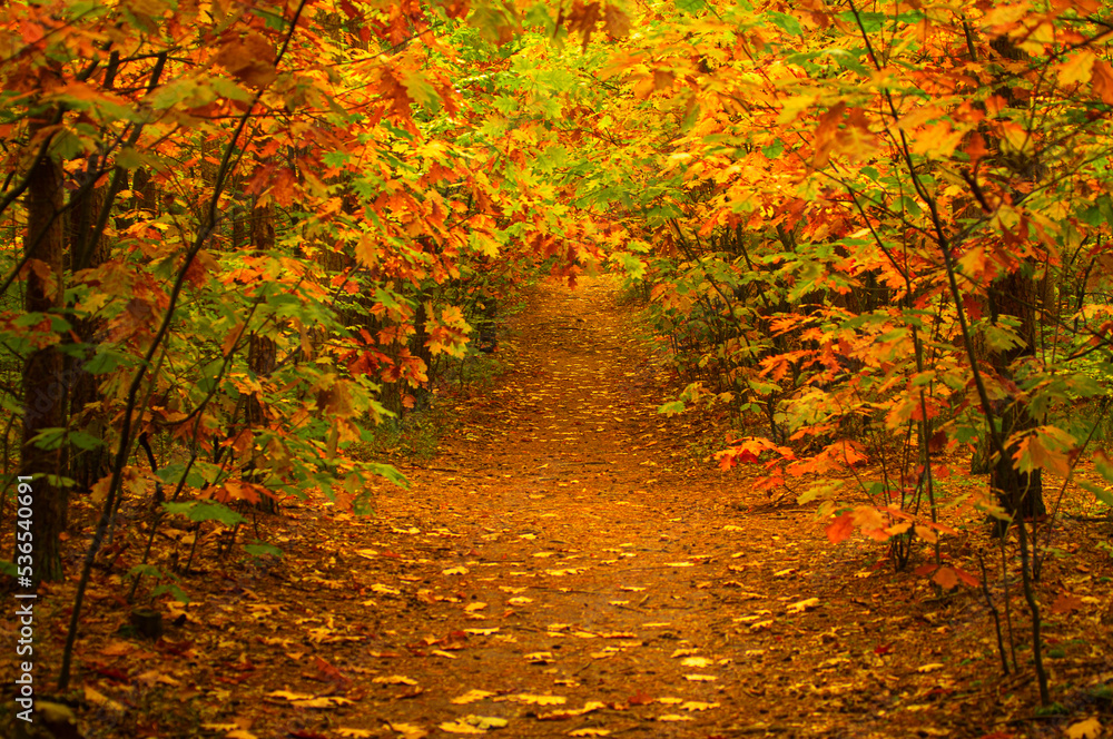 Naklejka premium autumn in the forest