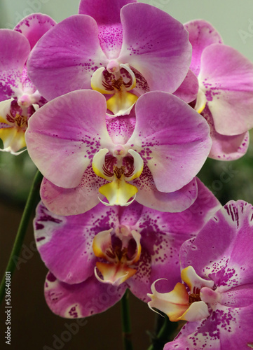 beautiful large orchid flowers with fuchsia petals