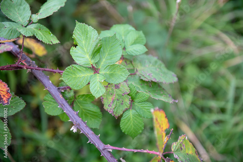 Close up image of stinging nettles with thorn brambles  photo