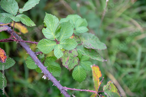 Close up image of stinging nettles with thorn brambles 