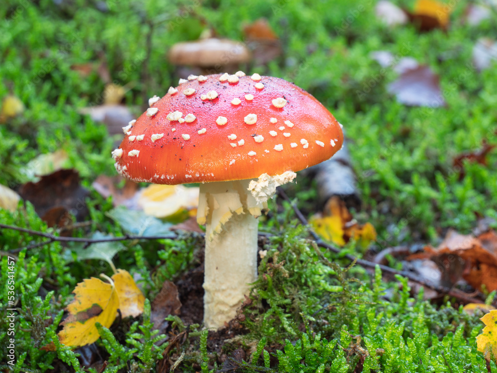 close up of a fly agaric with the latin name Amanita muscaria close up of a fly agaric with the latin name Amanita muscaria
