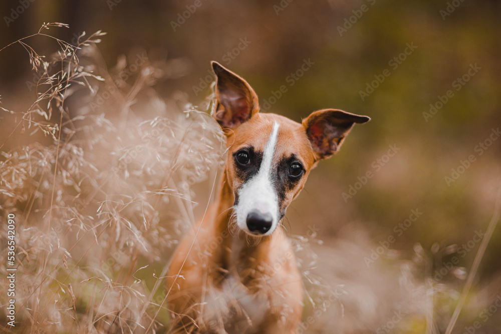rudy chart angielski whippet pozuje do zdjęcia w jesiennym lesie
