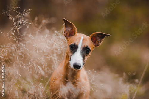 Obraz na płótnie rudy chart angielski whippet pozuje do zdjęcia w jesiennym lesie w salonie