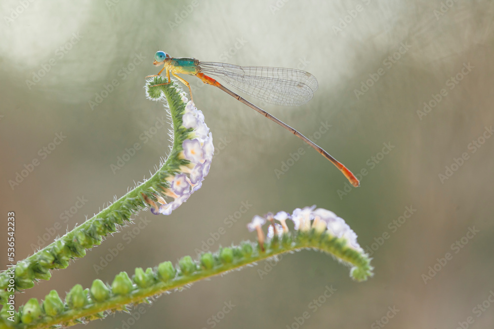 The Story of Beautiful Damselflies The Story of Beautiful Damselflies