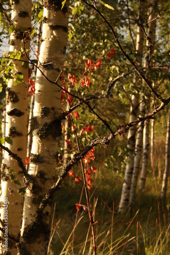 Birch sunset