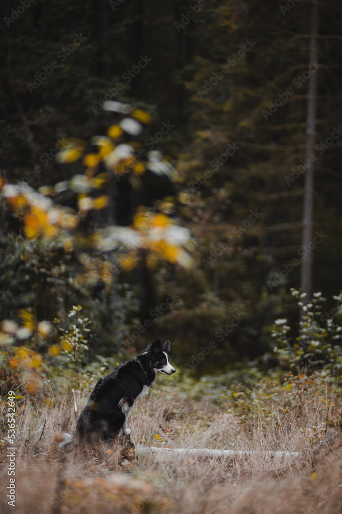 Border Collie jesienią w lesie