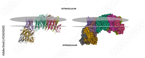 Cryo-EM structure of a respiratory membrane-bound hydrogenase from Pyrococcus furiosus. 3D cartoon and Gaussian surface models, entity id color scheme, putative membrane is shown, PDB 5cfw photo