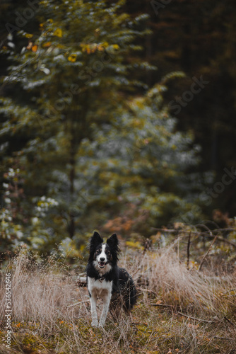 Obraz na płótnie Border Collie na jesiennym spacerze w lesie w salonie