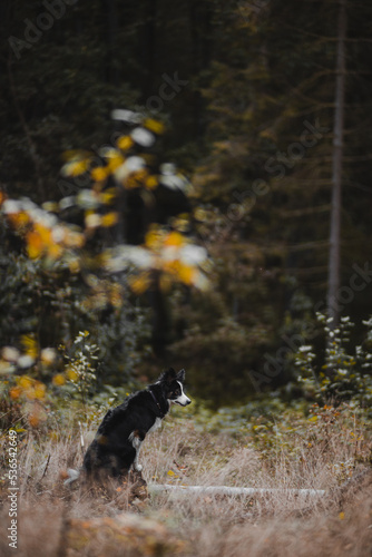 Obraz na płótnie Border Collie jesienią w lesie w salonie