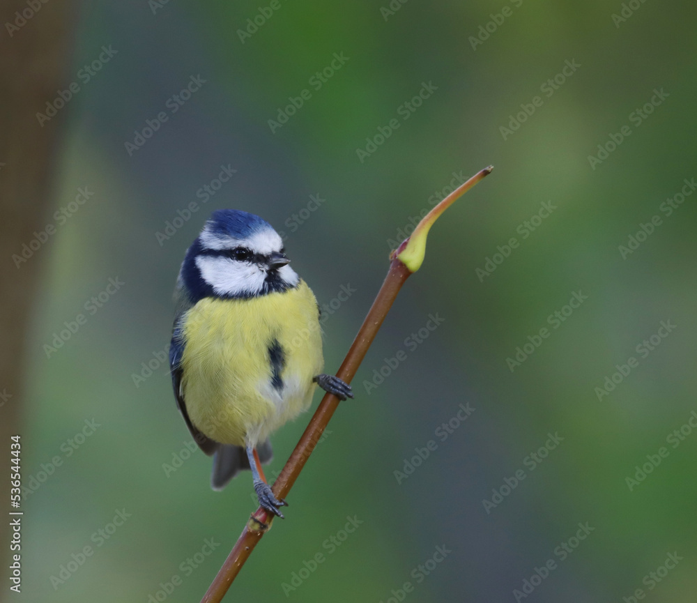 Obraz premium Eurasian blue tit