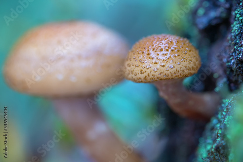 Young mushrooms. Defocused background. Selective focus in the foreground.