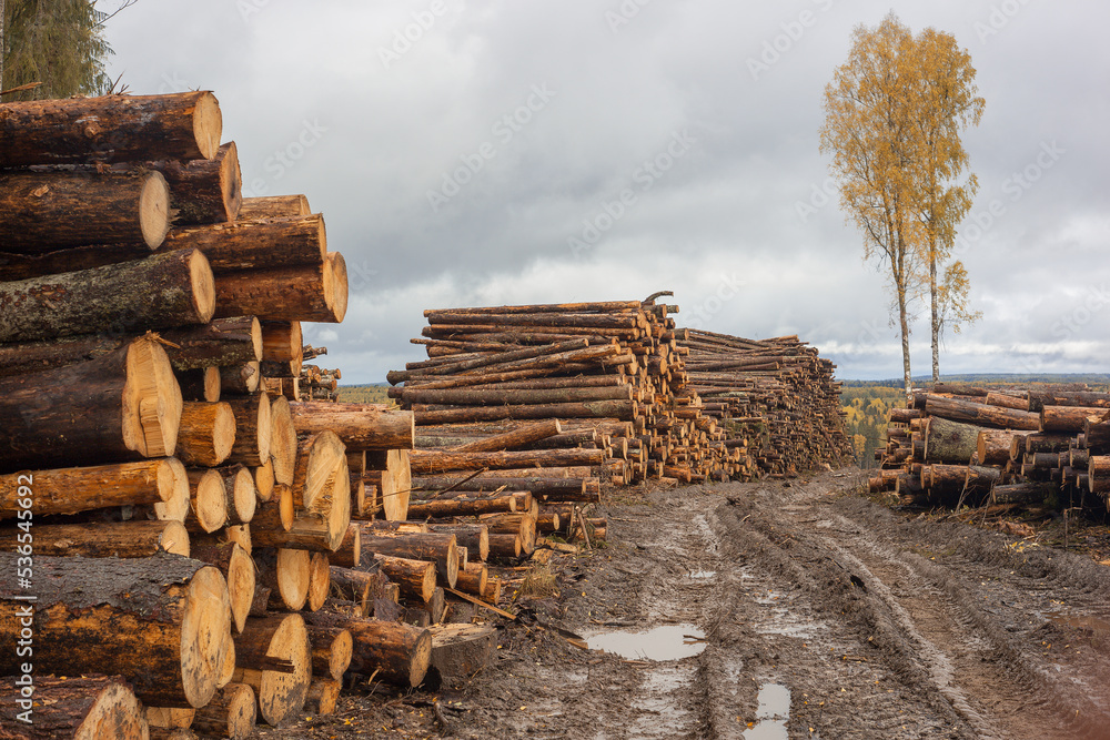 Harvested timber is in a high pile.
