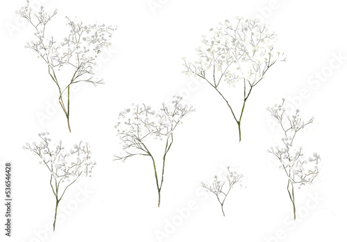 Gypsophila collection. Baby's breath plants, blooming flowers, isolated on white background. Hand drawn detailed botanical illustration. photo