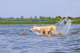 Wild Ass kicking a dog in water