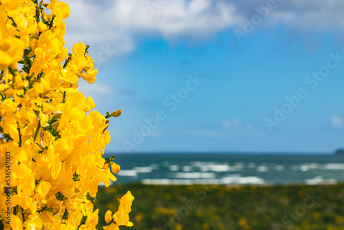 flores amarillas photo