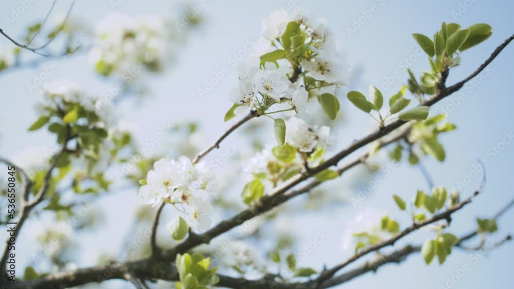 White Apple Flower Buds on a Branch slow motion. Flowering Bloom of Apple Tree Blossoming Flowers in Spring Garden. Spring Day and Blue Sky White Apple Flower Buds on a Branch slow motion. Flowering Bloom of Apple Tree Blossoming Flowers in Spring Garden. Spring Day and Blue Sky