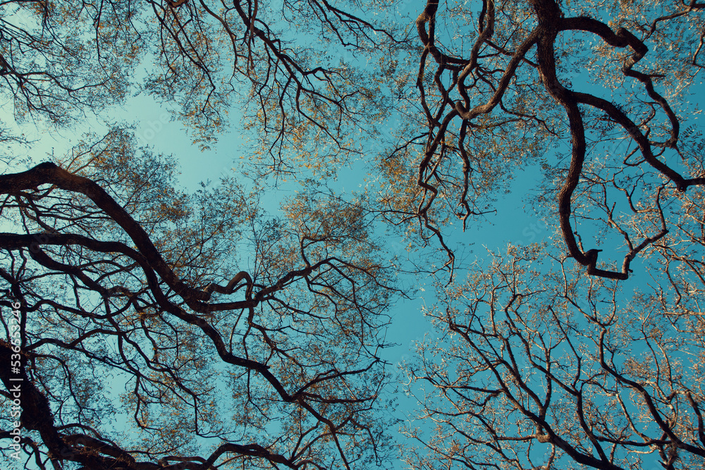 Naklejka premium Low angle view of tree branches and sky