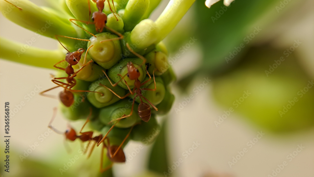 Little Red Fire Ant Little Red Fire Ant
