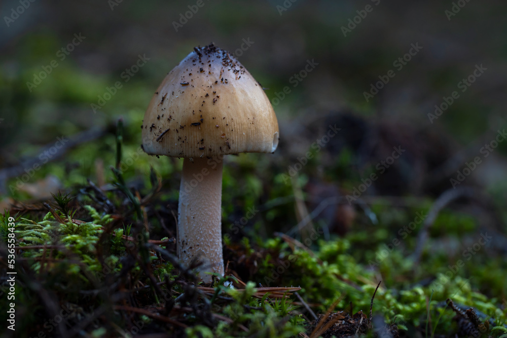 Amanita mushroom in the natural environment. Close up view of pale brown mushroom growing in forest on green moss surface. Czech Republic, Pilsen region, Europe. Amanita mushroom in the natural environment. Close up view of pale brown mushroom growing in forest on green moss surface. Czech Republic, Pilsen region, Europe.