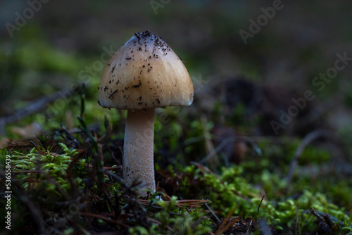 Amanita mushroom in the natural environment. Close up view of pale brown mushroom growing in forest on green moss surface. Czech Republic, Pilsen region, Europe.