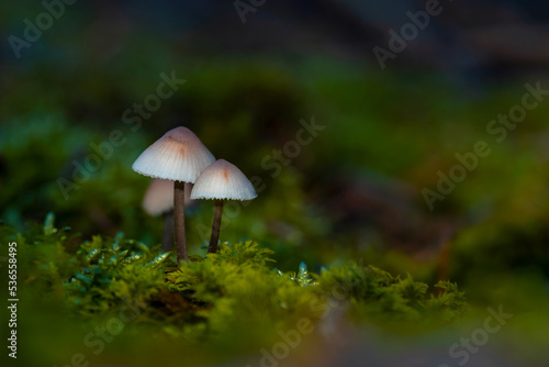 Inedible mushroom common mycena, also known as the common bonnet, the toque mycena or the rosy-gill fairy helmet (Mycena galericulata). Pair of mushrooms on green moss background.