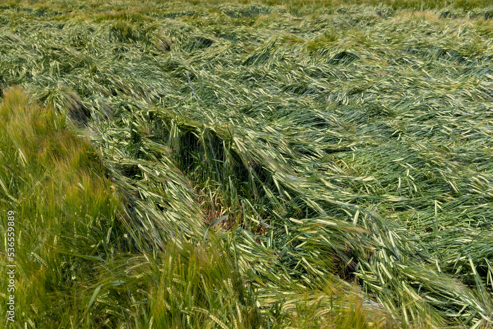 A field with green unripe cereal wheat A field with green unripe cereal wheat
