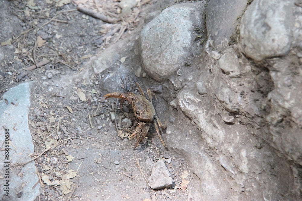A crab on the ground, Rhodes, Greece
A crab on the ground, Rhodes, Greece
